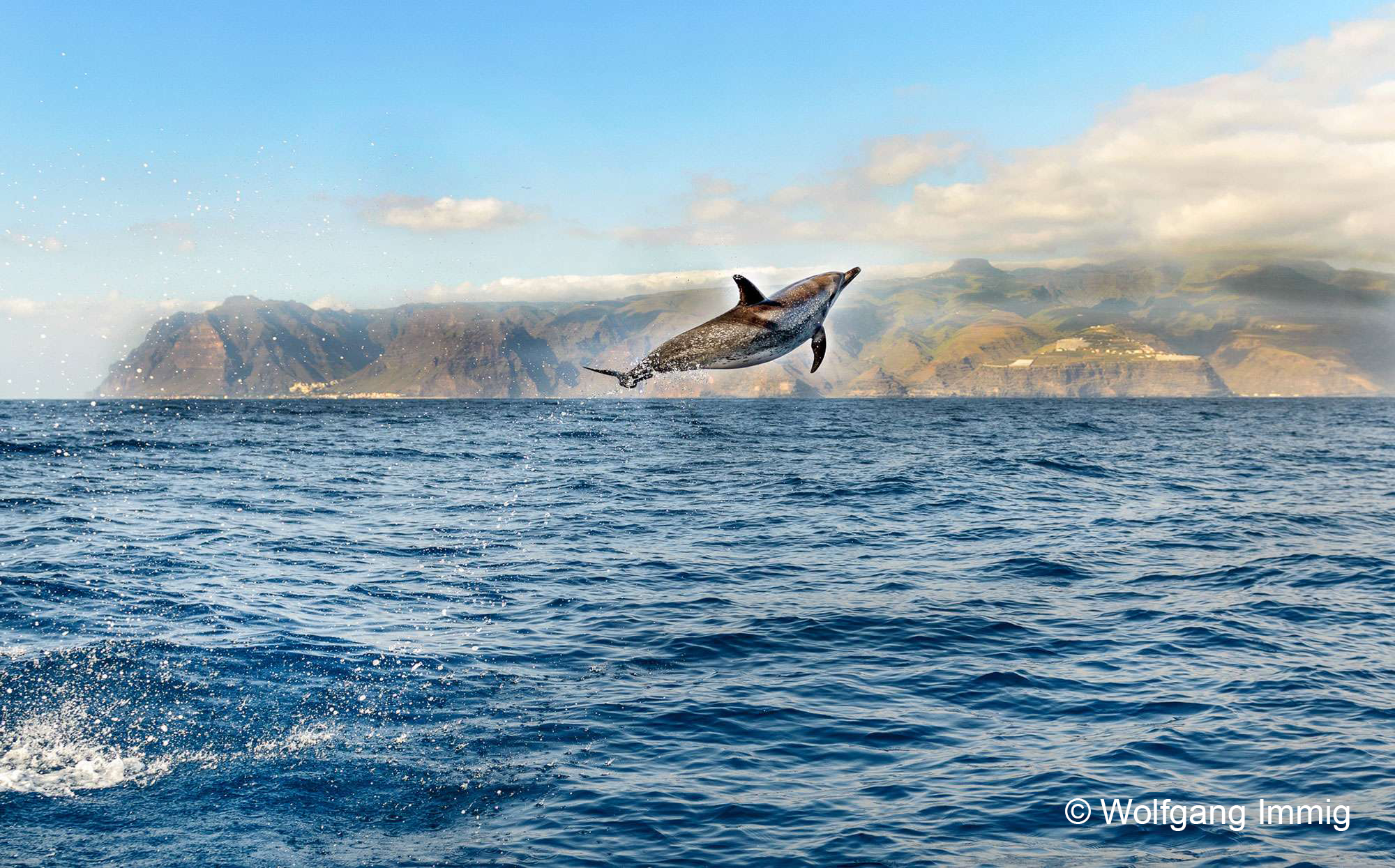 Fotodruck 70 x 100 cm - Motiv: Delfin - auf Alu-Verbundplatte