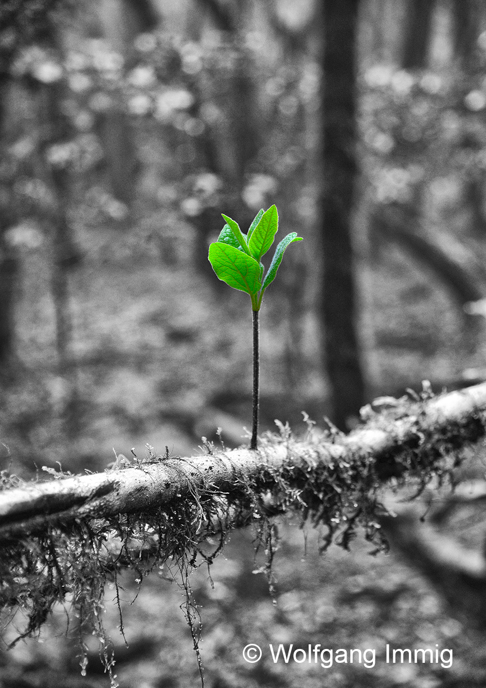 Fotodruck 70 x 100 cm - Motiv: Blatt - auf Alu-Verbundplatte